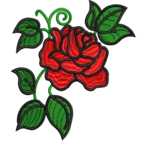 Beautiful Red Rose