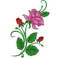 Pink & Red Rose