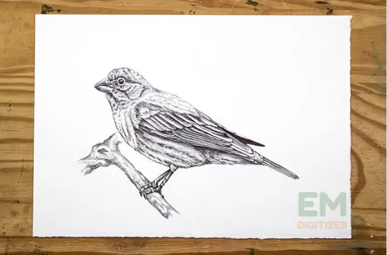 Cómo dibujar un pájaro: una guía completa