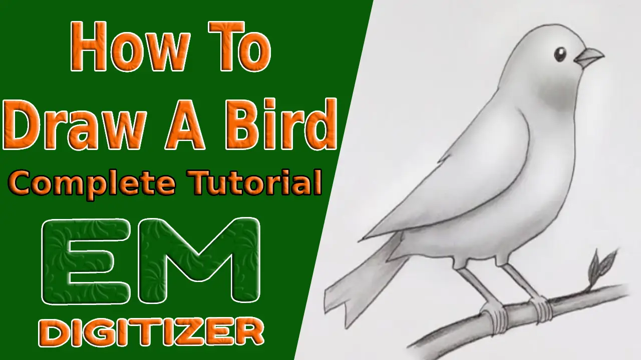 How To Draw A Bird - Complete Tutorial