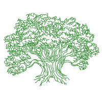 Olive Tree