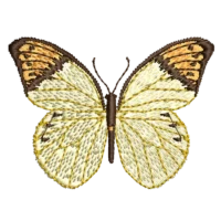 Butterfly Watercolor